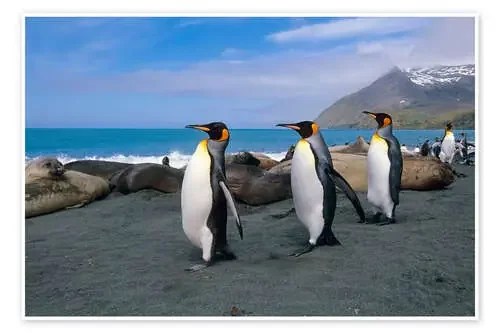 Rey pingüinos en la isla de Georgia del sur de Tom Soucek Design Pics