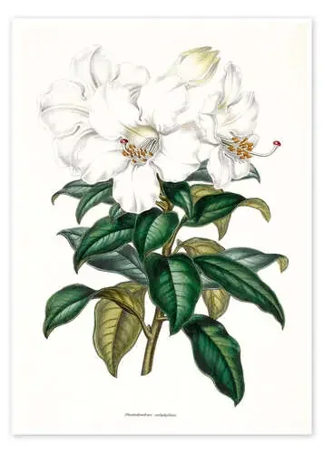 Rhododendron calophyllum de Sowerby Collection Bridgeman Images