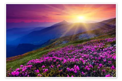 Rhododendron in the Carpathians Editors Choice