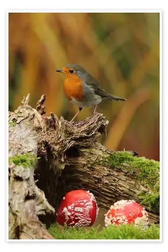 Robin in the fairy forest de Uwe Fuchs