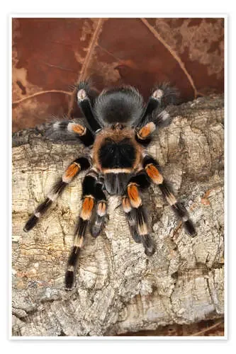Rodilla roja tarántula de Adam Jones Danita Delimont