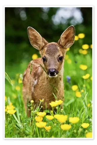 Roe Deer fawn in flower meadow, Normandy de Gérard Lacz imageBROKER