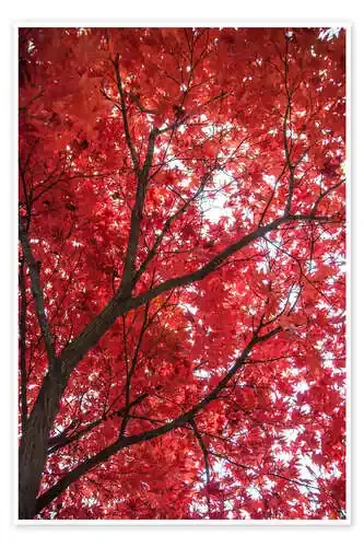 Rojo fuego de Hannes Cmarits