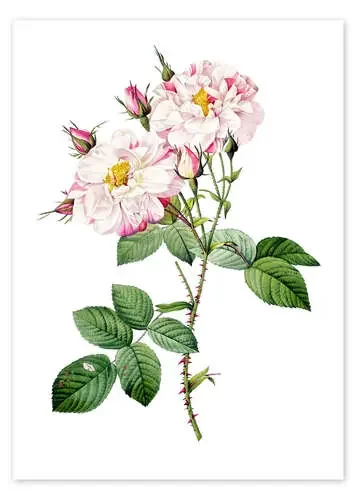 Rosa con espinas de Pierre Joseph Redouté Master Collection
