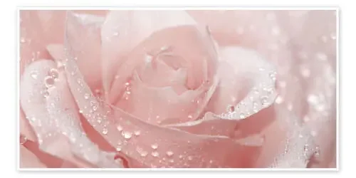 Rosa con gotas de Atteloi