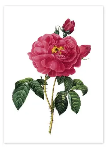 Rosa Gallica de Pierre Joseph Redouté Granger Collection