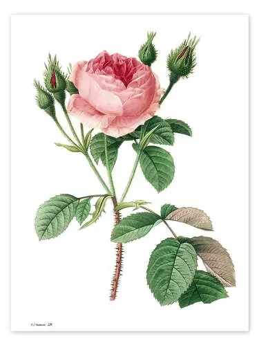 Rosa muscosa de Pierre Joseph Redouté Master Collection
