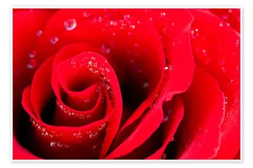 Rosa roja con gotas de agua Editors Choice