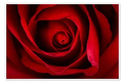 Rosa roja Editors Choice