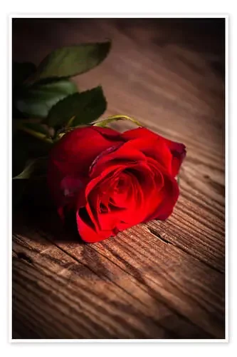 Rosa roja sobre madera Editors Choice