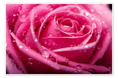 Rosa rosa con gotas Editors Choice