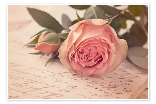 Rosa sobre una vieja carta de Elena Schweitzer