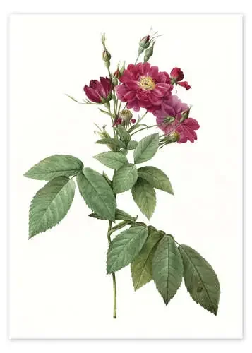 Rose II de Pierre Joseph Redouté Master Collection