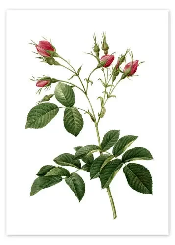 Rose III de Pierre Joseph Redouté Master Collection