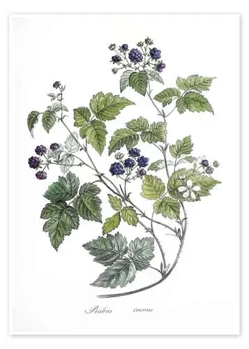 Rubus caesius de German School Bridgeman Images