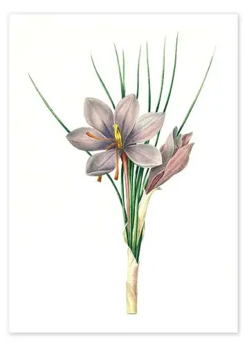 Saffron de Pierre Joseph Redouté Master Collection