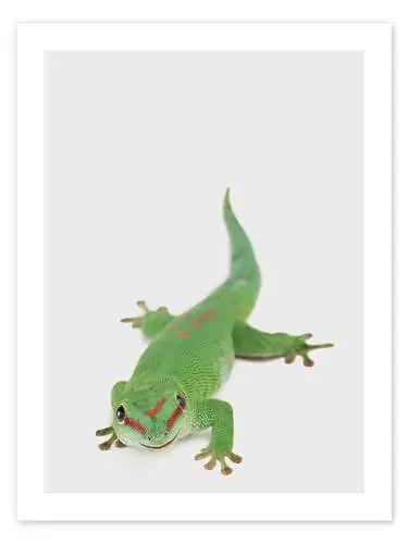 Salamanquesa feliz de Animal Kids Collection Editors Choice