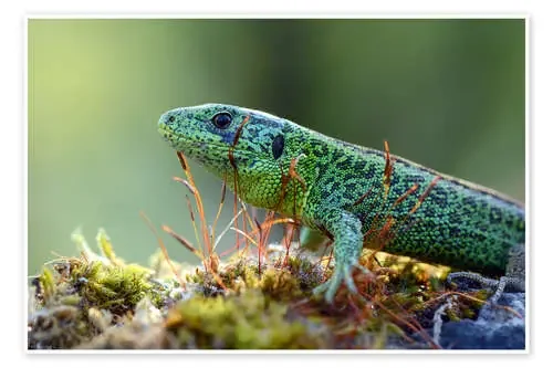 sand lizard de GUGIGEI