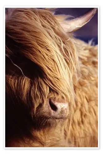 Scottish highlander de Louise Murray Science Photo Library