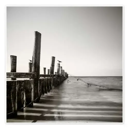 seagulls / II de Mario Benz