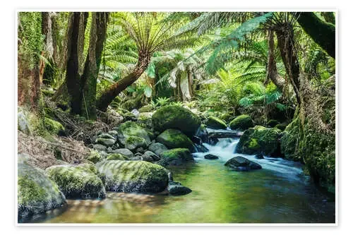 Selva en Tasmania de Matteo Colombo