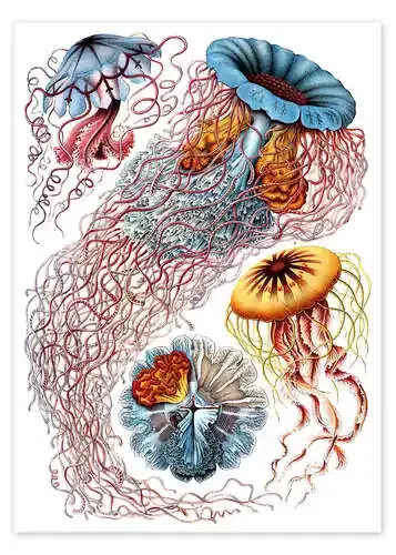 Semeóstomos, Discomedusae, 1899 I de Ernst Haeckel Master Collection