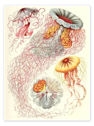 Semeóstomos, Discomedusae, 1899 II de Ernst Haeckel Master Collection