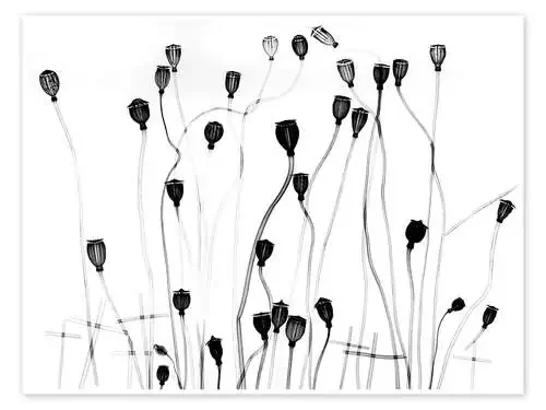 Semillas de amapola, rayos x de Albert Koetsier Science Photo Library