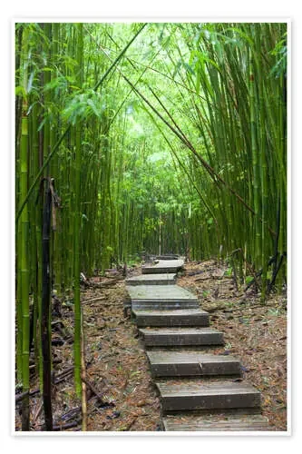 Sendero de madera en el bosque de bambú de Jim Goldstein Danita Delimont