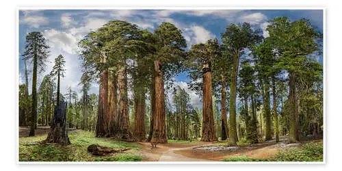 Sequoia Giant Forest de Michael Rucker