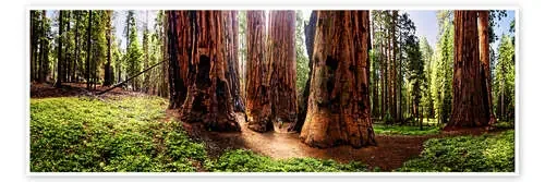 Sequoia giant, panoramic de Michael Rucker