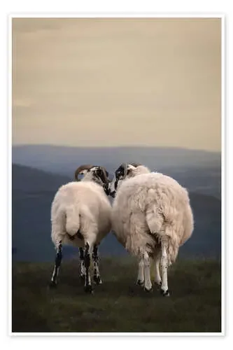 Sheep Love de Armands Brants 1x