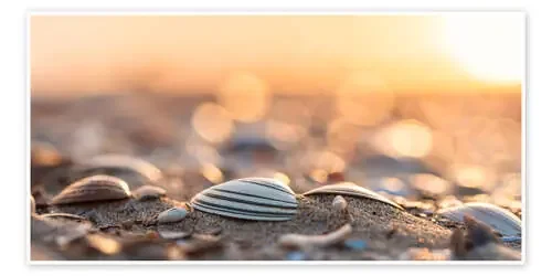 Shells on the beach de Friedhelm Peters