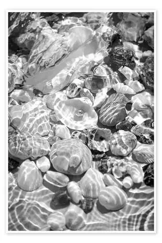 Shells under water Editors Choice