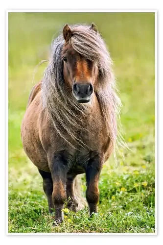 Shetland Pony de Olaf Protze