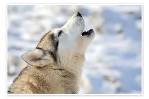 Siberian young husky Editors Choice
