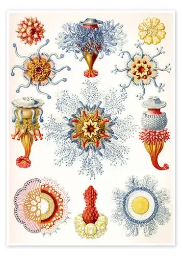 Sifonóforos, Siphonophorae (Obras de arte de la naturaleza, 1899) de Ernst Haeckel Master Collection