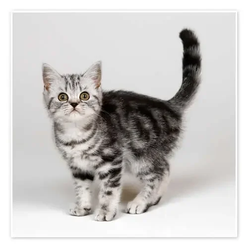 Silver tabby kitten de Simon Murrell Science Photo Library