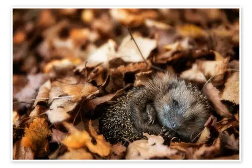 Sleeping baby hedgehog de Dieter Meyrl