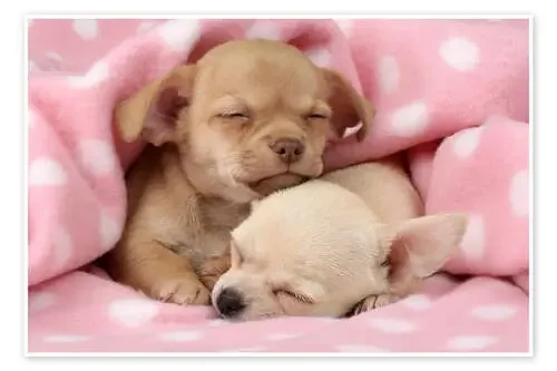 Sleeping Chihuahuas de Greg Cuddiford MGL Licensing