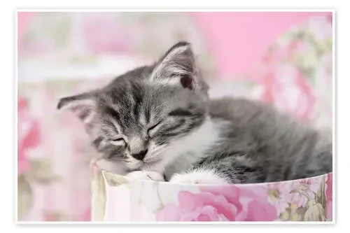 Sleeping grey kitten de Greg Cuddiford MGL Licensing