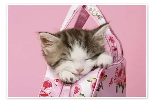 Sleeping kitten in pink handbag de Greg Cuddiford MGL Licensing