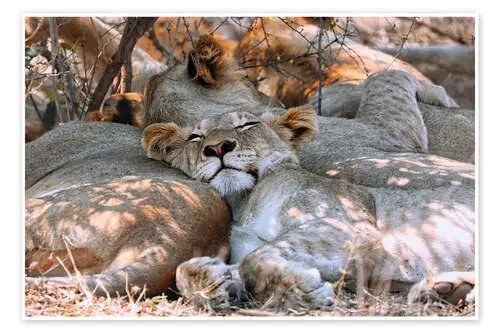 Sleeping Lion, South Africa de wiw