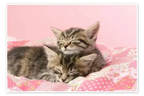 Sleeping Tabbies CK530 de Greg Cuddiford MGL Licensing