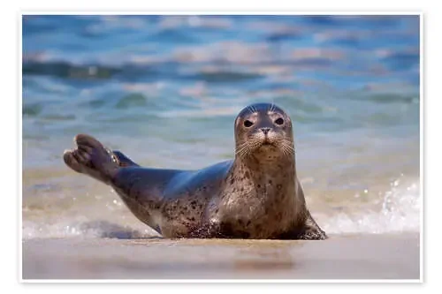 Small seal on the beach de Christopher Talbot Frank Danita Delimont