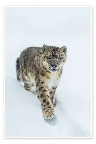 Snow Leopard in deep snow de Ingo Gerlach