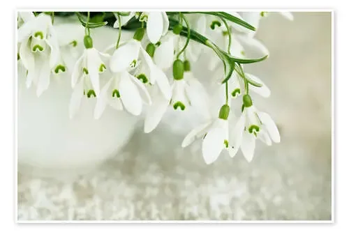 Snowdrop Flowers de Nailia Schwarz