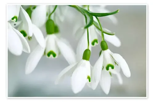 Snowdrop Flowers in Spring de Nailia Schwarz