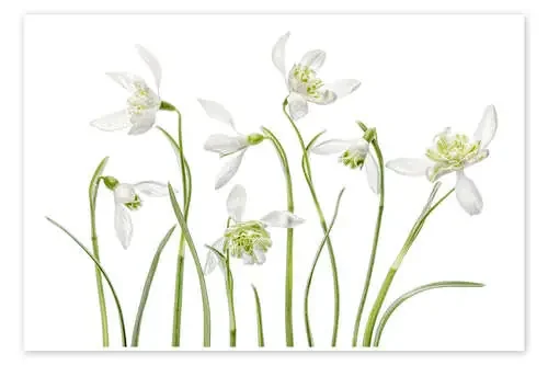 Snowdrops flore pleno de Mandy Disher
