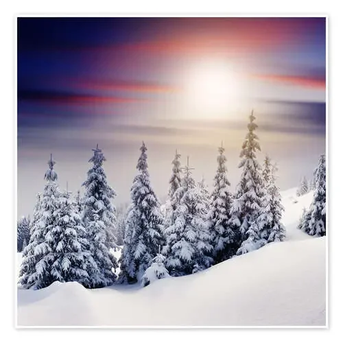 Snowy fir trees Editors Choice